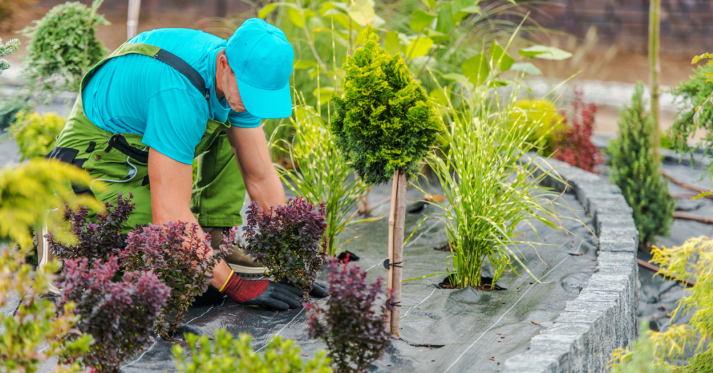 Low-maintenance Plants