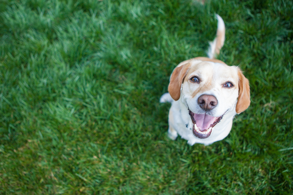 Pawsome backyard ideas for pet lovers h3 outdoor design | h3 outdoor design & construction Pawsome Backyard Ideas for Pet Lovers H3 Outdoor Design